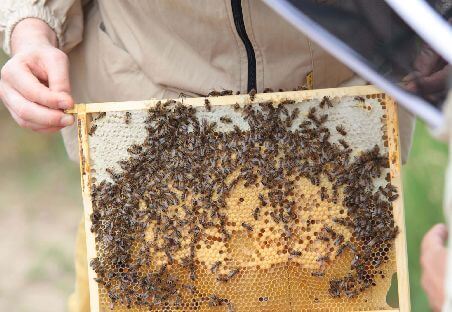 Apiary - To bee or not to bee?